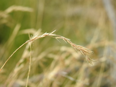 Festuca valesiaca