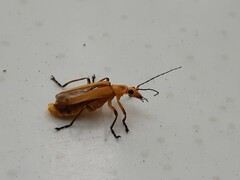 Chauliognathus cinguliventris