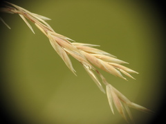 Festuca valesiaca