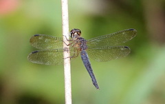 Orchithemis pulcherrima
