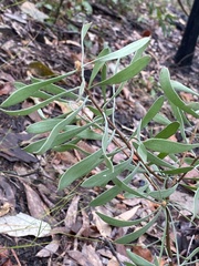 Persoonia sericea