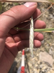 Poaceae