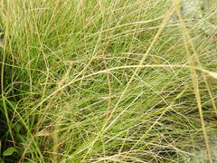 Festuca valesiaca