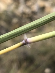 Poaceae