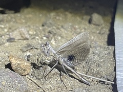 Litaneutria ocularis