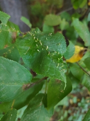 Eriophyes emarginatae