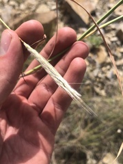 Poaceae