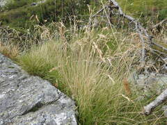 Festuca valesiaca
