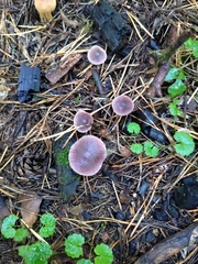 Mycena pura