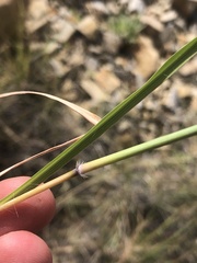 Poaceae