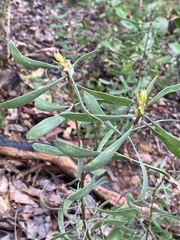 Persoonia sericea