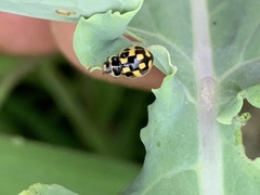 Propylea quatuordecimpunctata