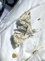 Apatelodes pudefacta