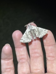 Apatelodes pudefacta