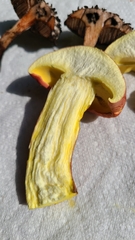 Baorangia bicolor