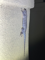 Sceloporus clarkii