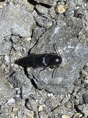 Diplostethus opacicollis