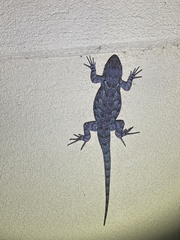 Sceloporus clarkii