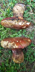 Rubroboletus pulcherrimus