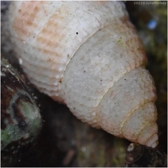 Nassarius perpinguis