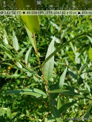 Salix lasiandra caudata
