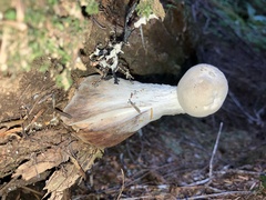 Aureoboletus mirabilis