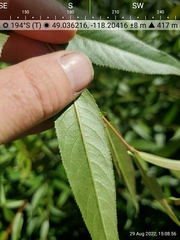 Salix lasiandra caudata
