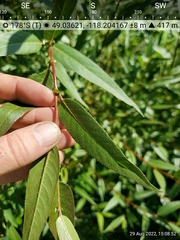 Salix lasiandra caudata