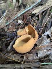 Otidea kauffmanii