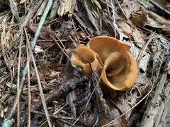 Otidea kauffmanii