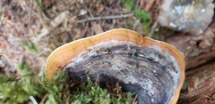 Fomitopsis pinicola