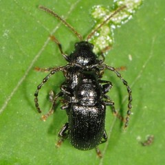 Aulacothorax copalina