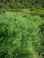 Phalaris arundinacea