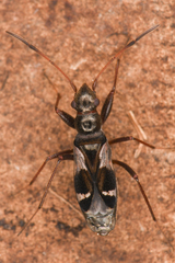 Slaterobius insignis