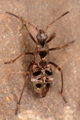 Rhyparochromidae