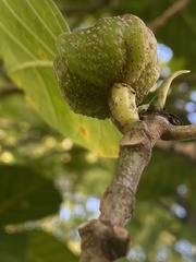 Ficus septica