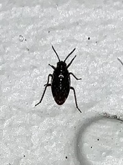 Hemiptera