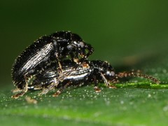 Aulacothorax copalina
