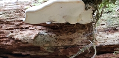 Fomitopsis pinicola