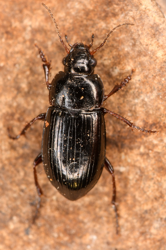 Discordant Harp Ground Beetle