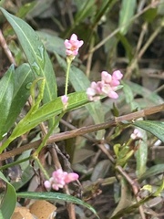 Persicaria dichotoma