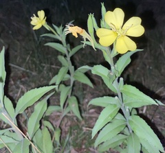 Oenothera