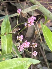 Persicaria dichotoma