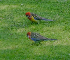 Platycercus eximius