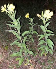 Oenothera