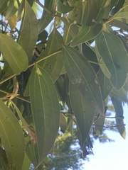 Cinnamomum burmanni