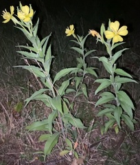 Oenothera
