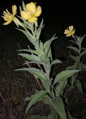 Oenothera