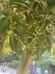Cinnamomum burmanni