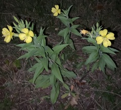 Oenothera
